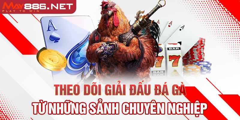 Theo dõi giải đấu đá gà từ những sảnh chuyên nghiệp