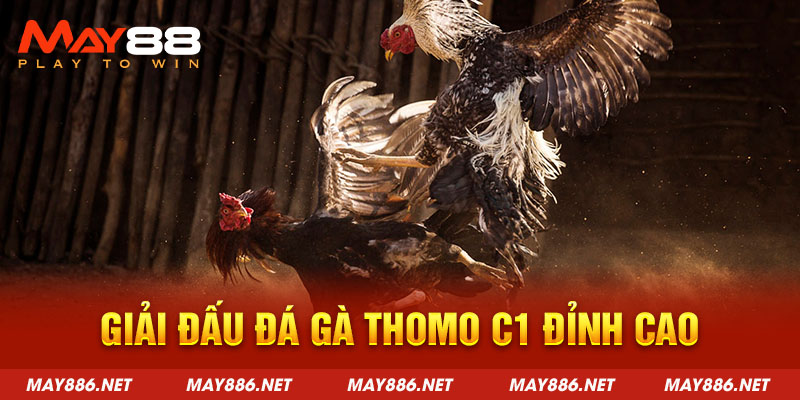 Giải đấu đá gà Thomo C1 đỉnh cao