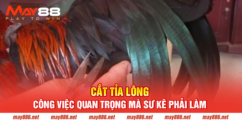 Cắt tỉa lông - công việc quan trọng mà sư kê phải làm