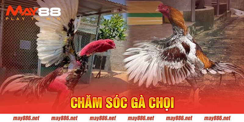 Chăm Sóc Gà Chọi