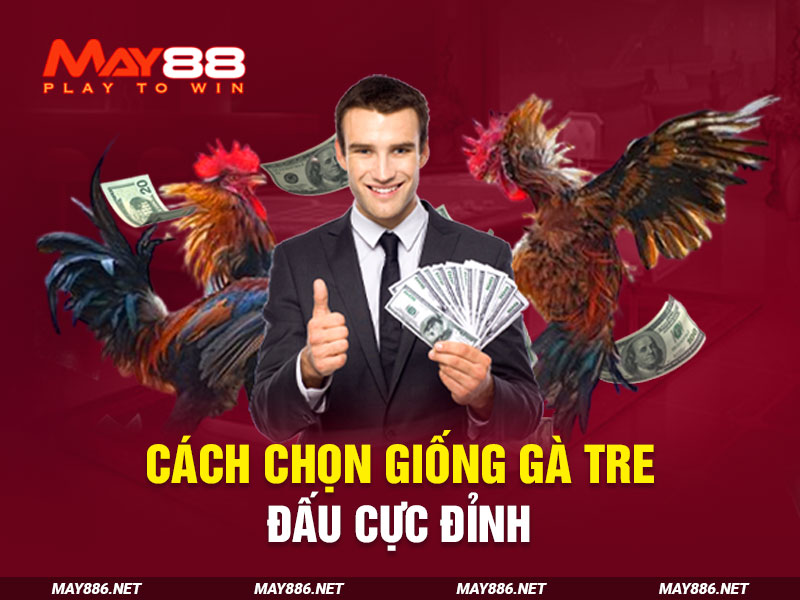 Cách chọn giống gà tre đấu cực đỉnh